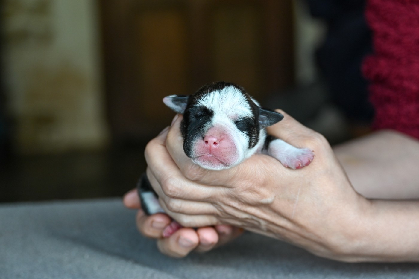 Des Symphonies d'Arlequin - Chiots disponibles - Bulldog continental