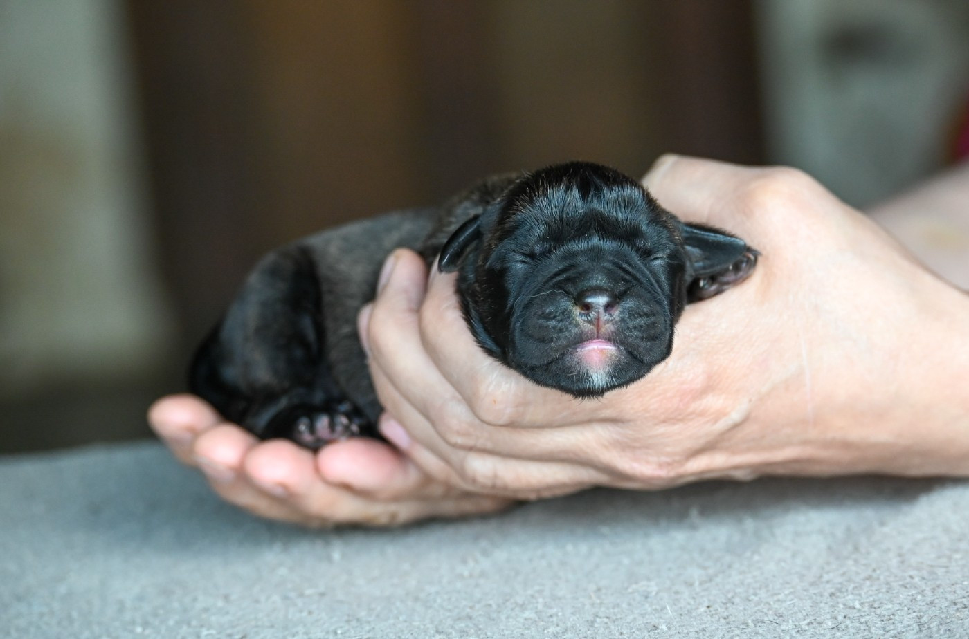 Des Symphonies d'Arlequin - Chiots disponibles - Bulldog continental