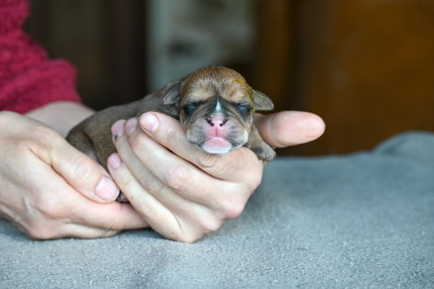 Des Symphonies d'Arlequin - Chiots disponibles - Bulldog continental