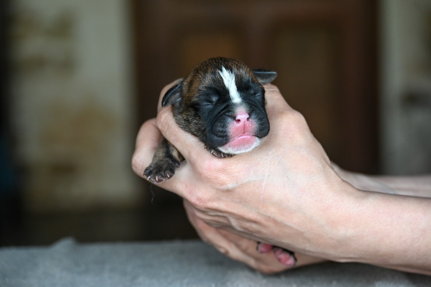 Des Symphonies d'Arlequin - Chiots disponibles - Bulldog continental