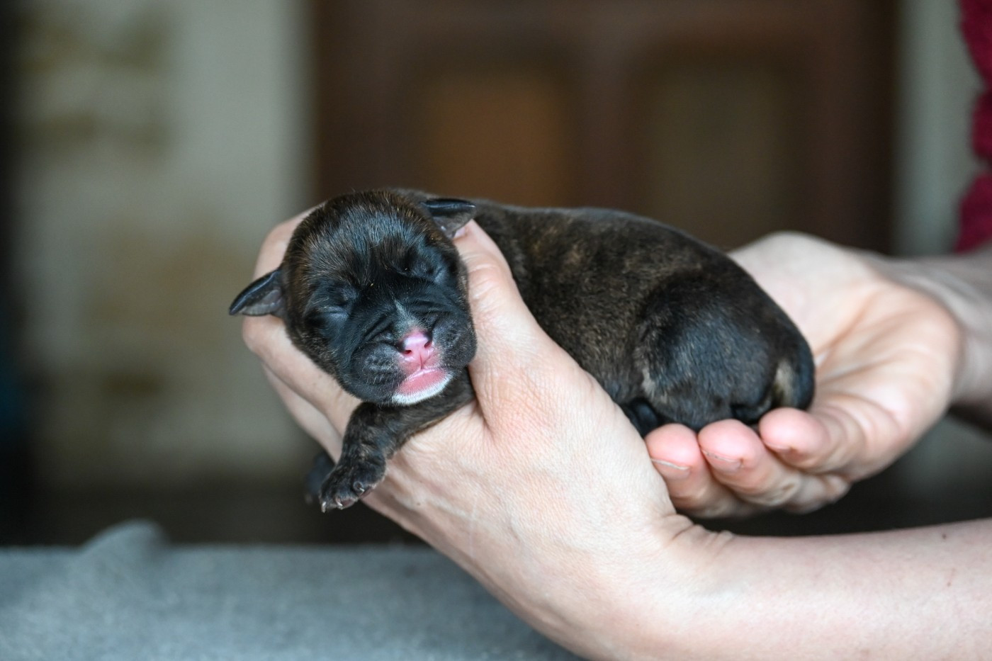 Des Symphonies d'Arlequin - Chiots disponibles - Bulldog continental