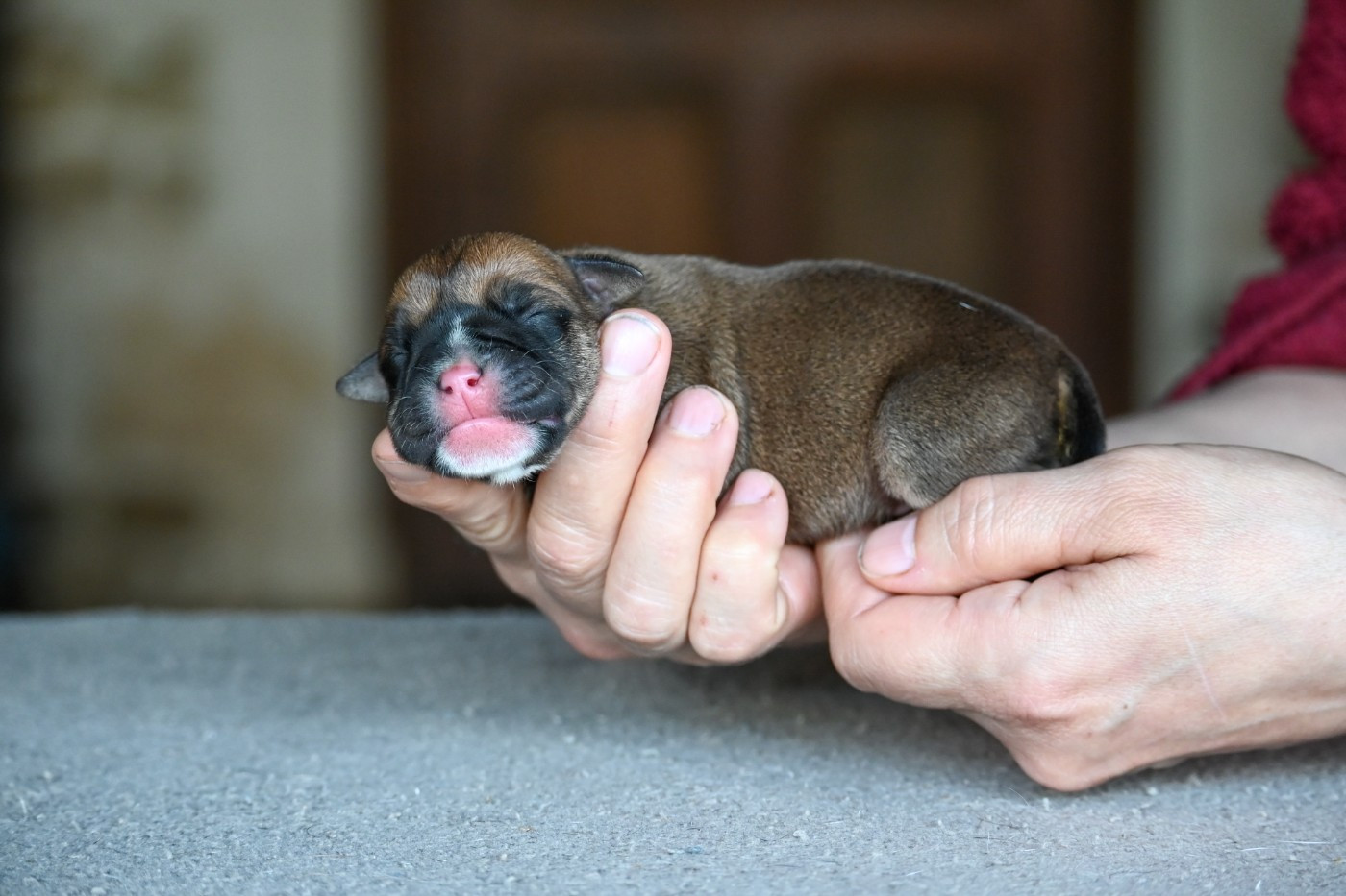Des Symphonies d'Arlequin - Chiots disponibles - Bulldog continental