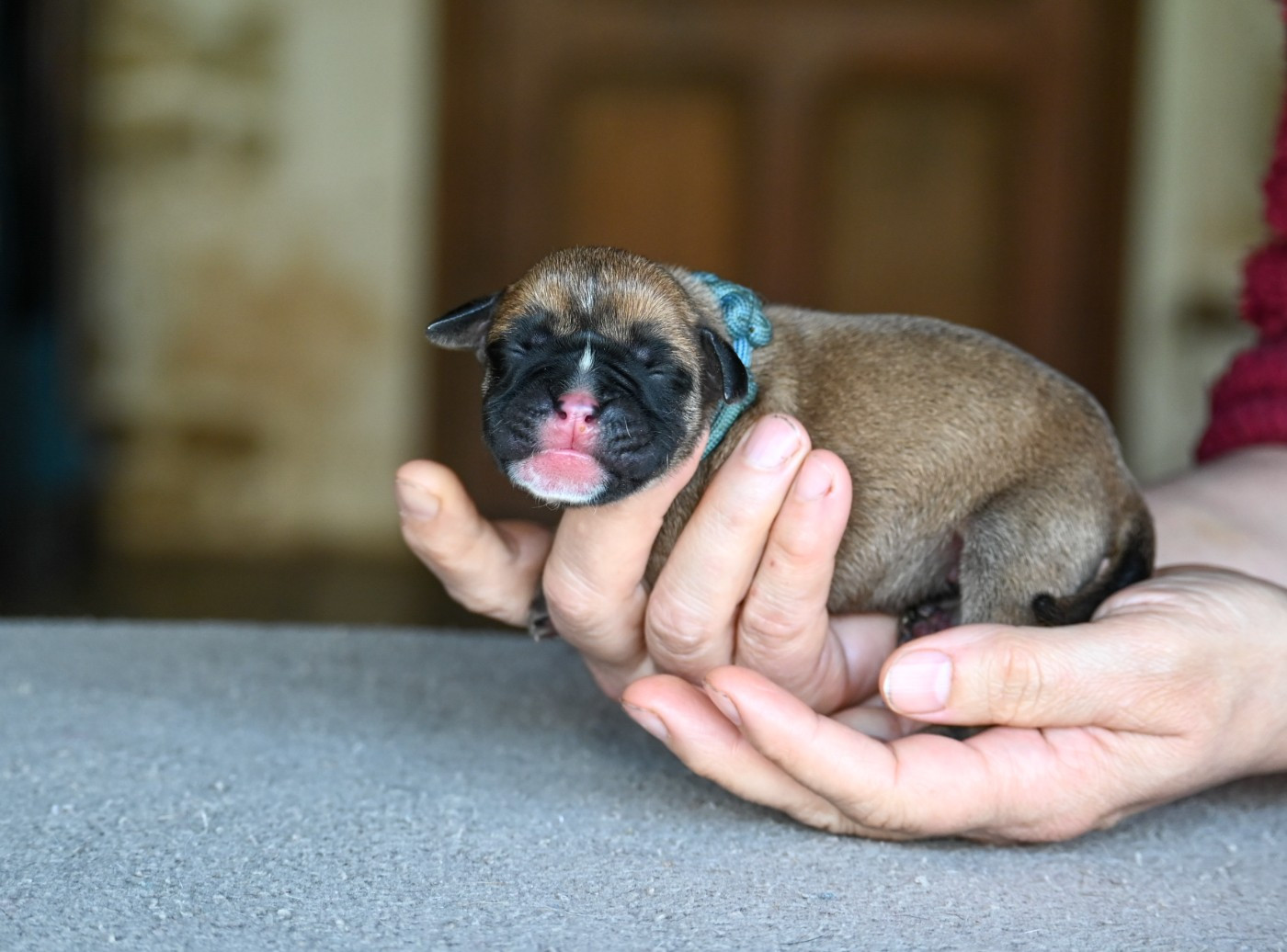 Des Symphonies d'Arlequin - Chiots disponibles - Bulldog continental