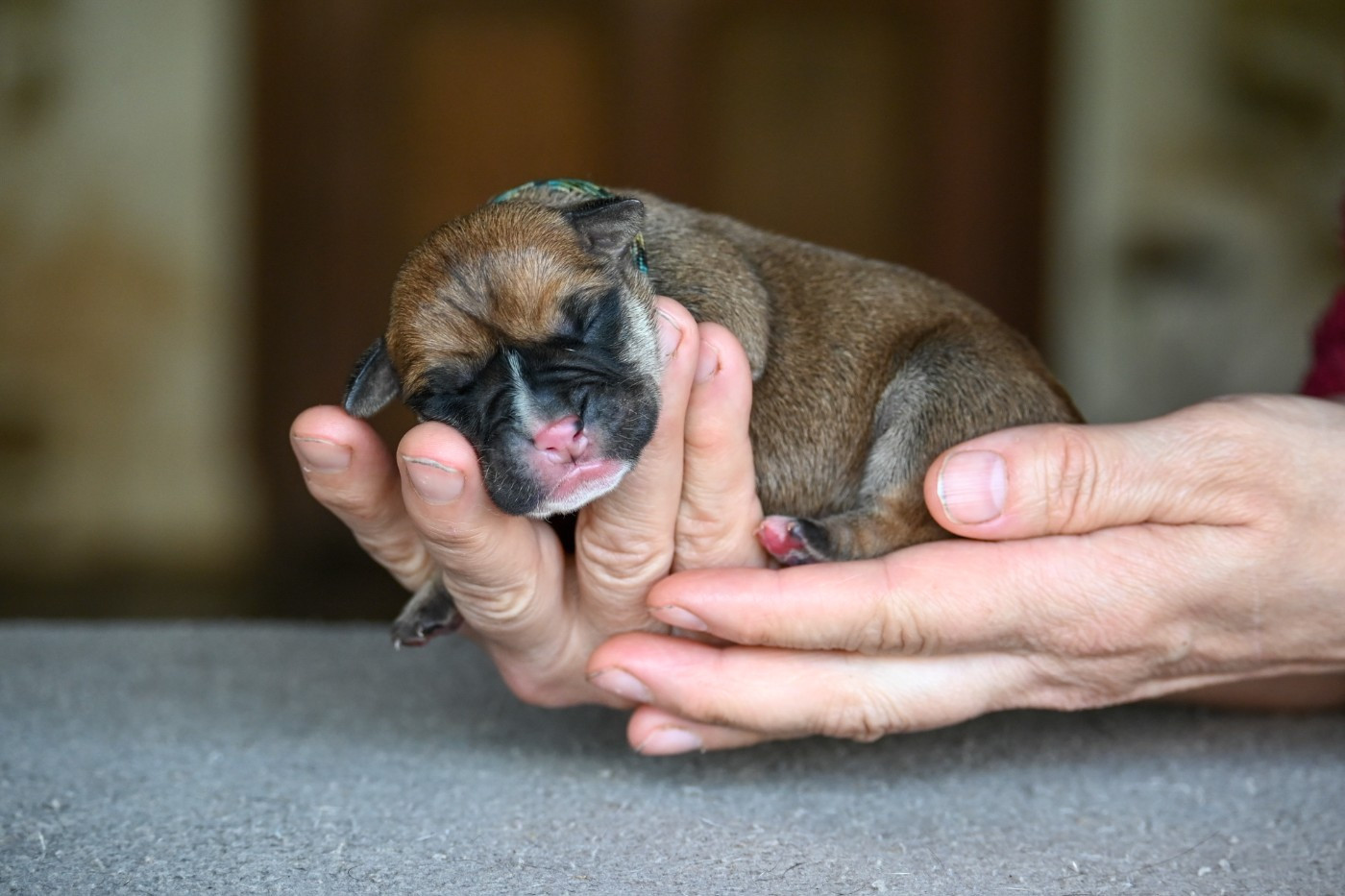 Des Symphonies d'Arlequin - Chiots disponibles - Bulldog continental