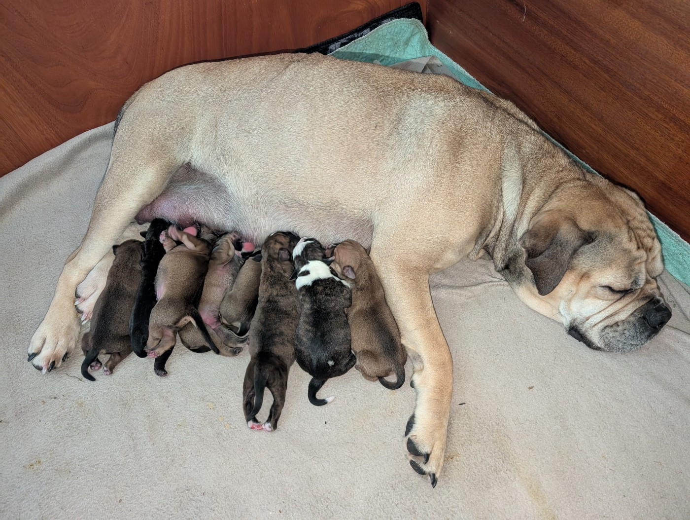 Chiot Bulldog continental Des Symphonies d'Arlequin