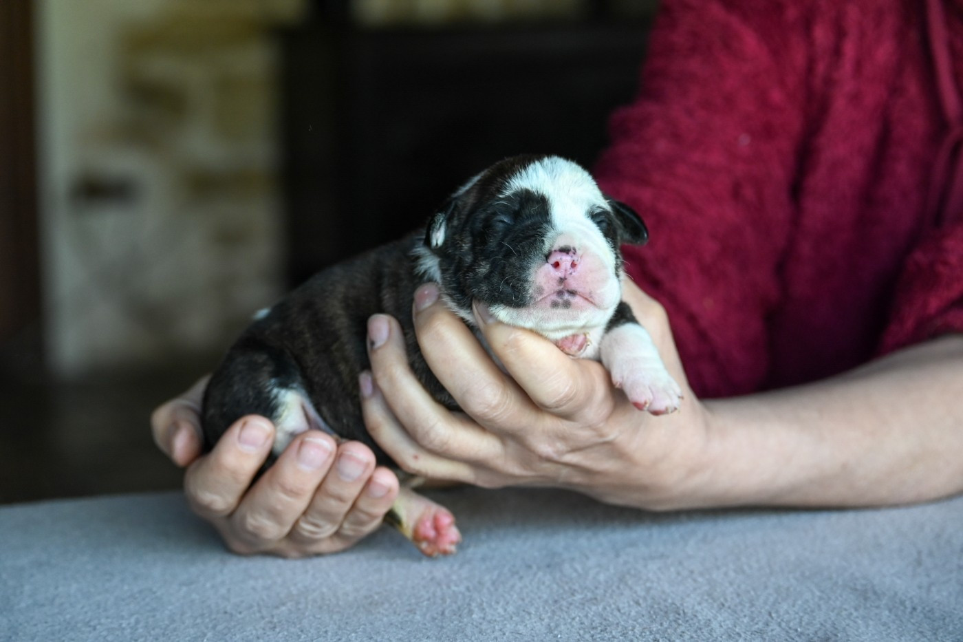 Des Symphonies d'Arlequin - Chiots disponibles - Bulldog continental