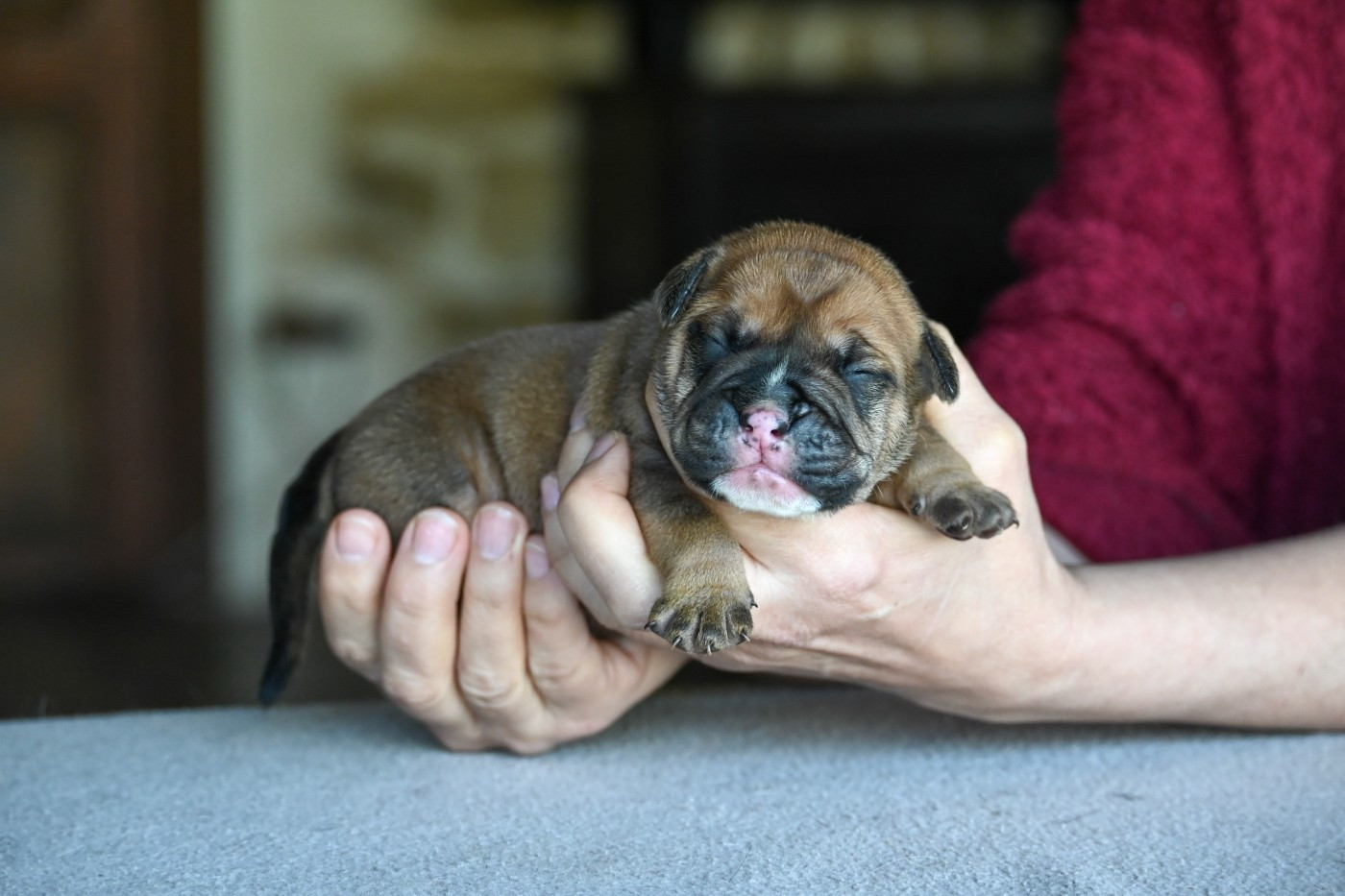 Des Symphonies d'Arlequin - Chiots disponibles - Bulldog continental