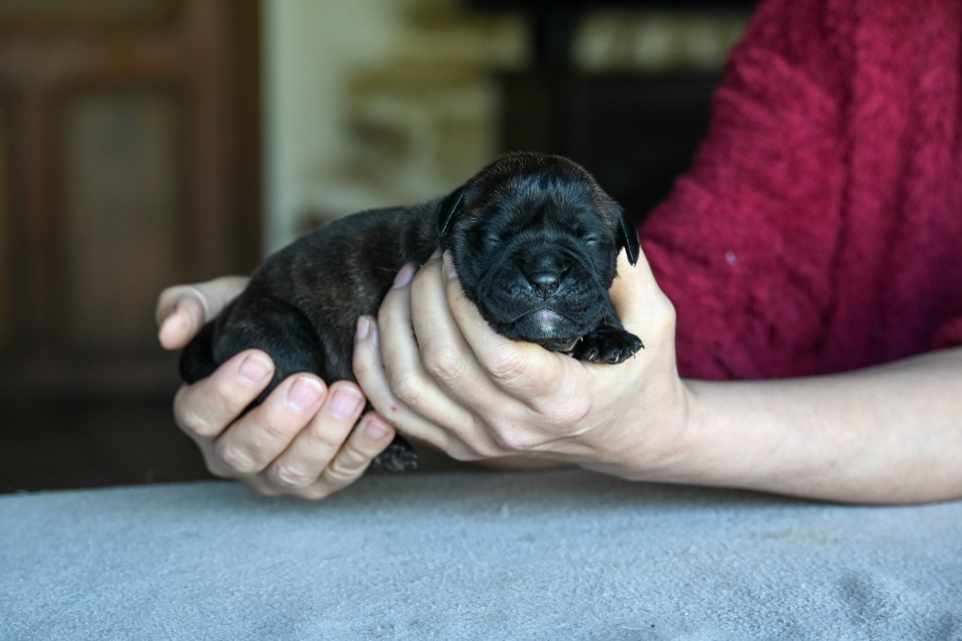 Des Symphonies d'Arlequin - Chiots disponibles - Bulldog continental