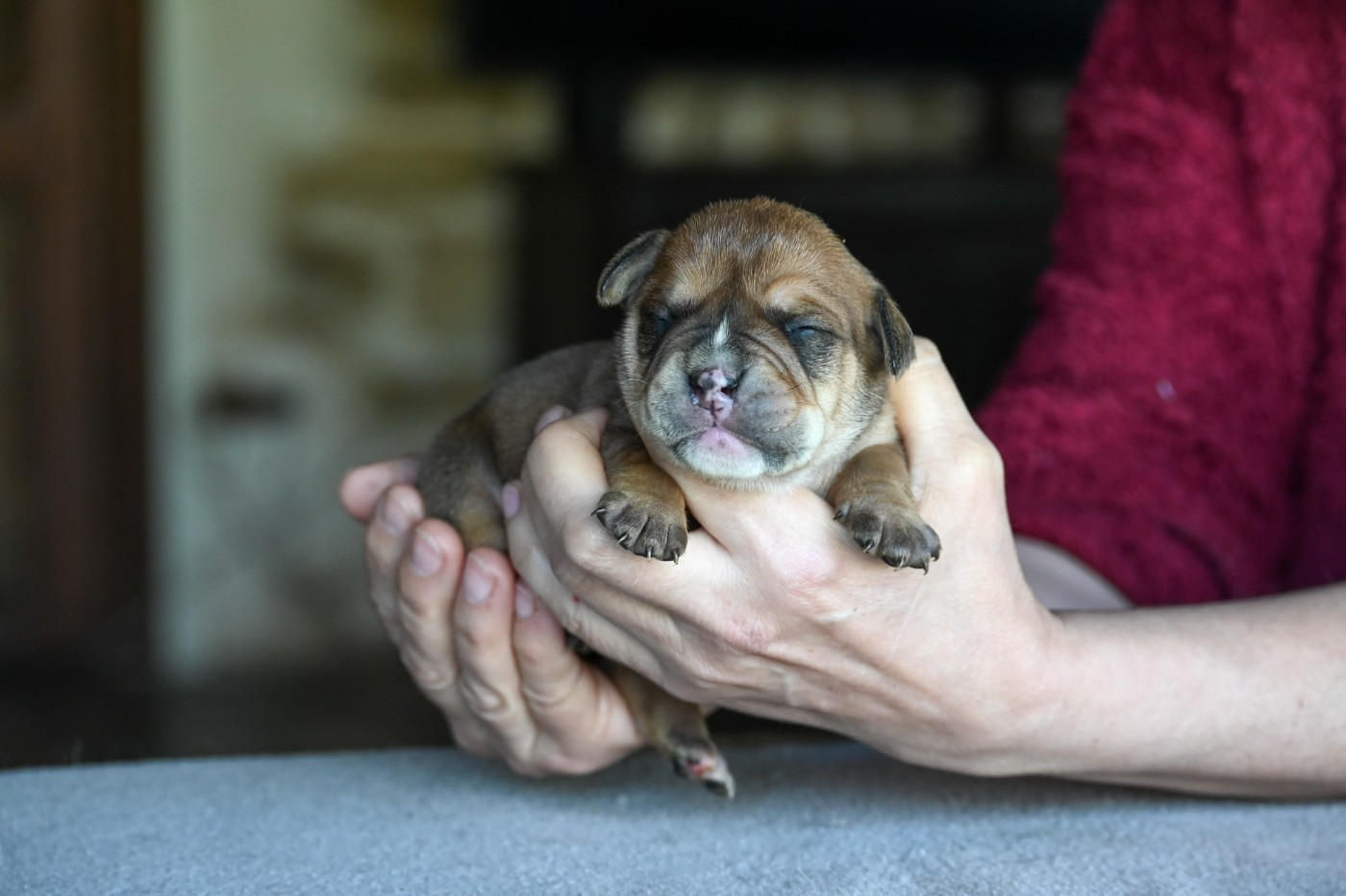 Des Symphonies d'Arlequin - Chiots disponibles - Bulldog continental