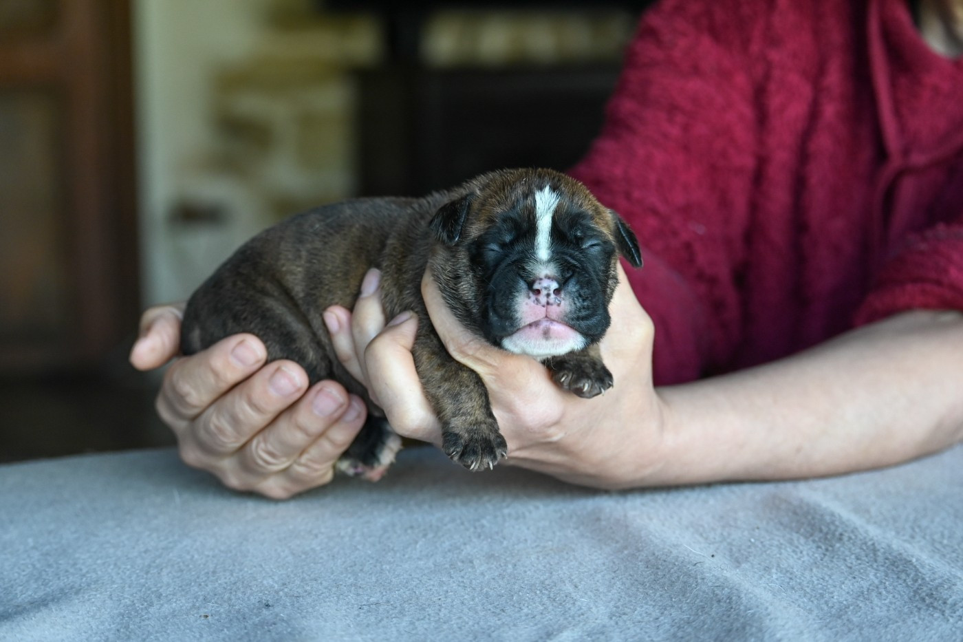 Des Symphonies d'Arlequin - Chiots disponibles - Bulldog continental