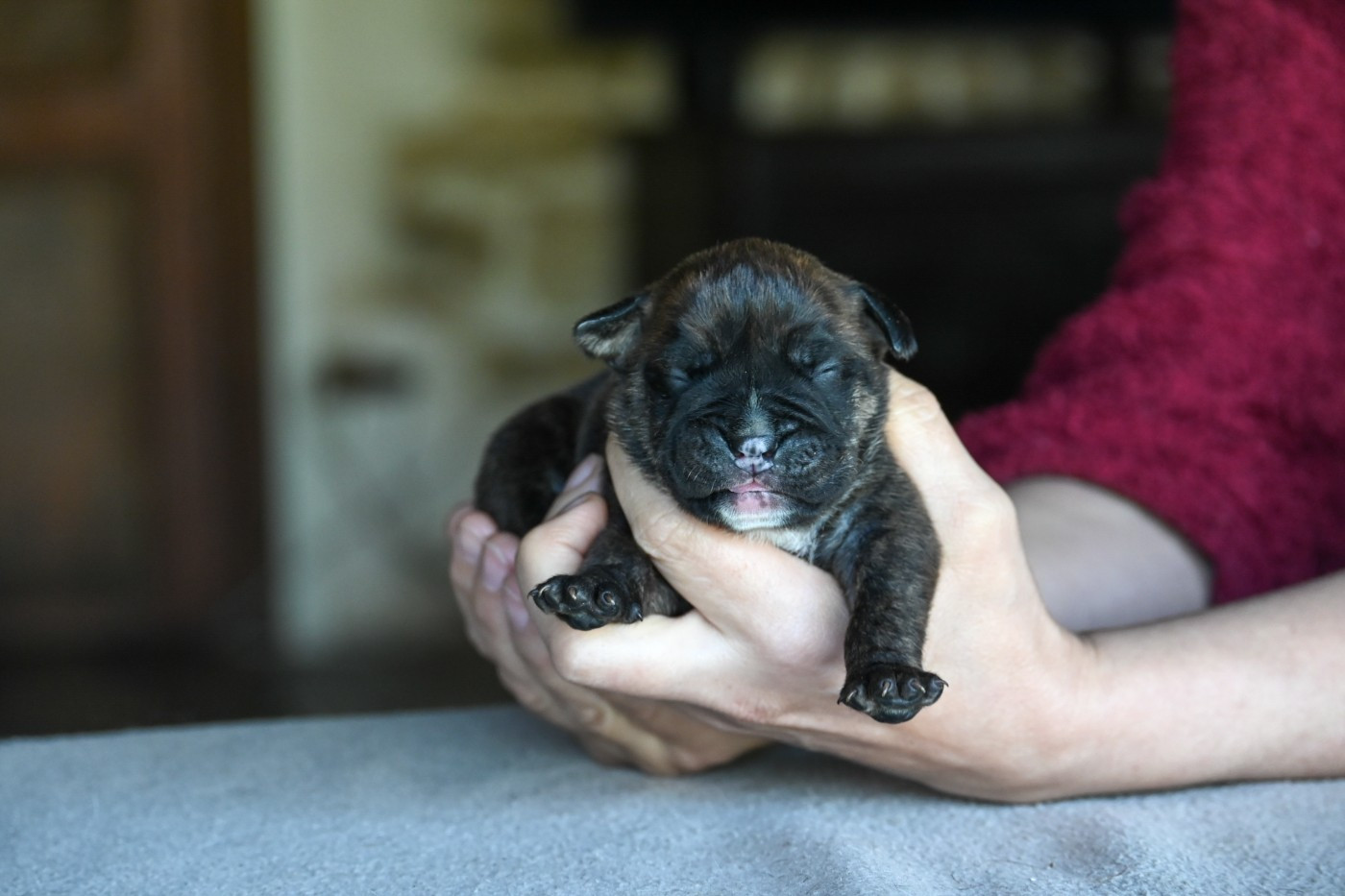 Des Symphonies d'Arlequin - Chiots disponibles - Bulldog continental