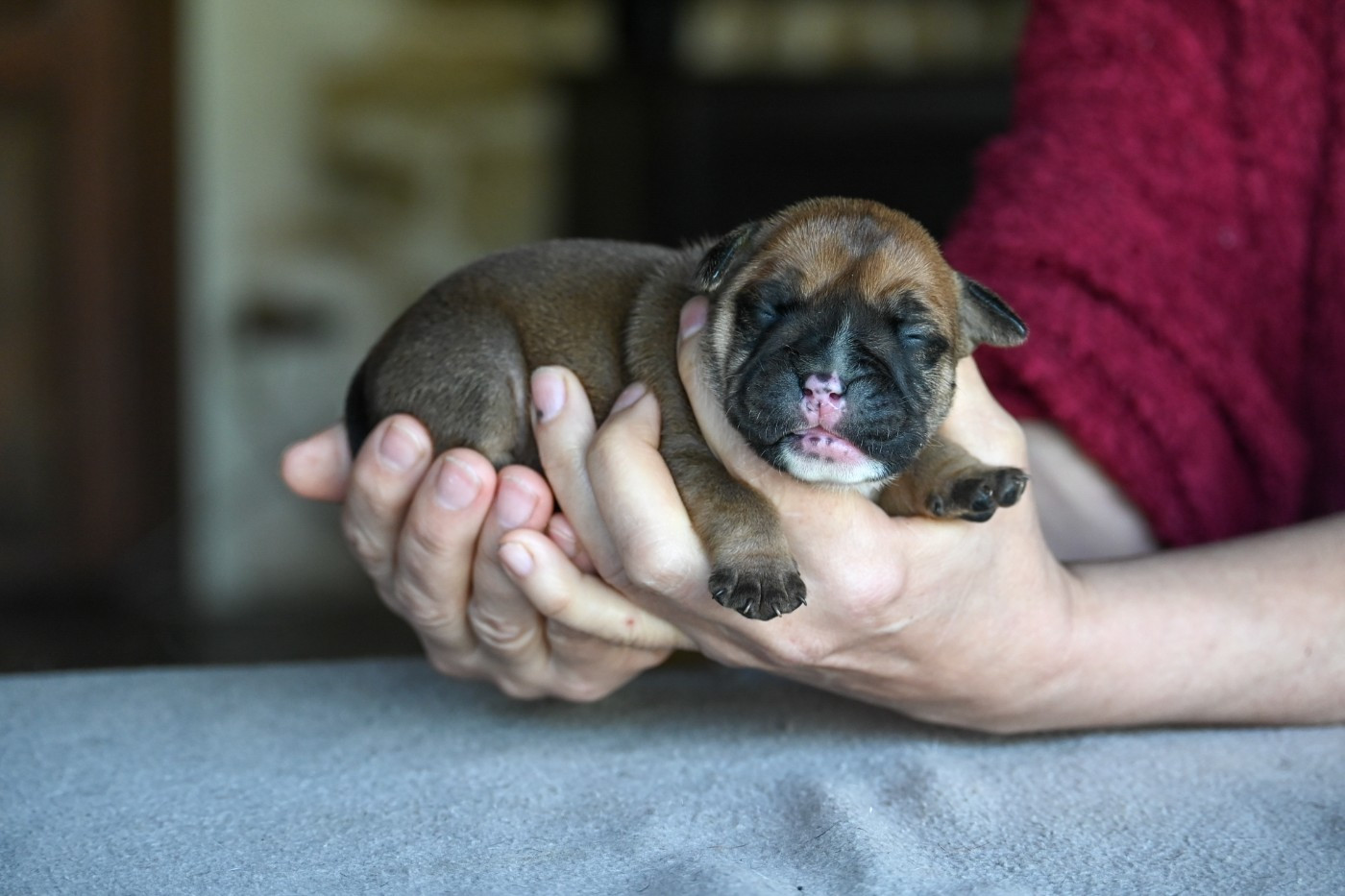 Des Symphonies d'Arlequin - Chiots disponibles - Bulldog continental