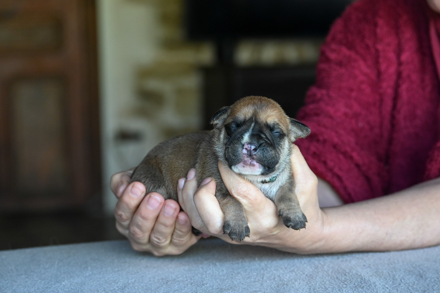 Des Symphonies d'Arlequin - Chiots disponibles - Bulldog continental