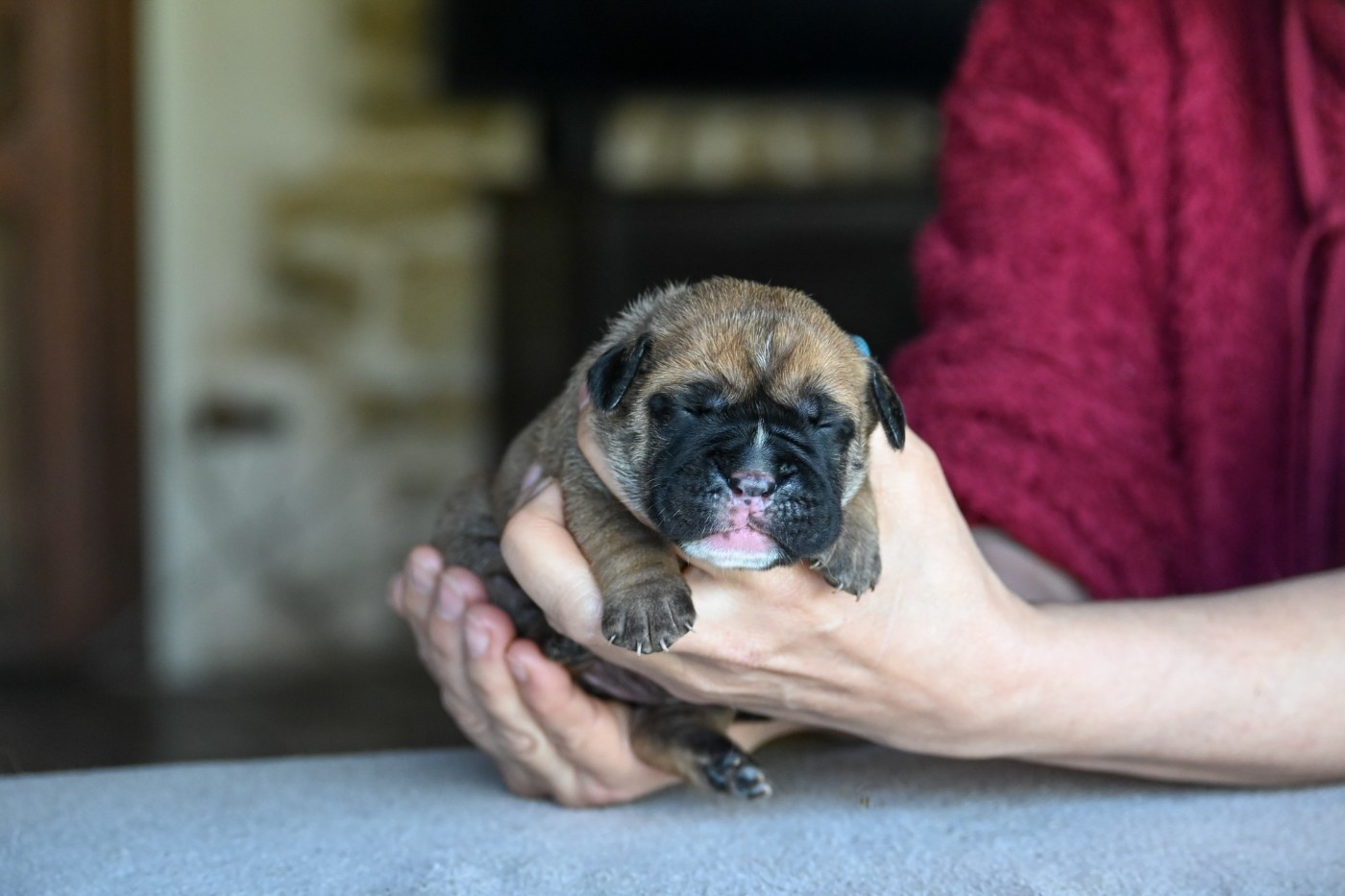 Des Symphonies d'Arlequin - Chiots disponibles - Bulldog continental