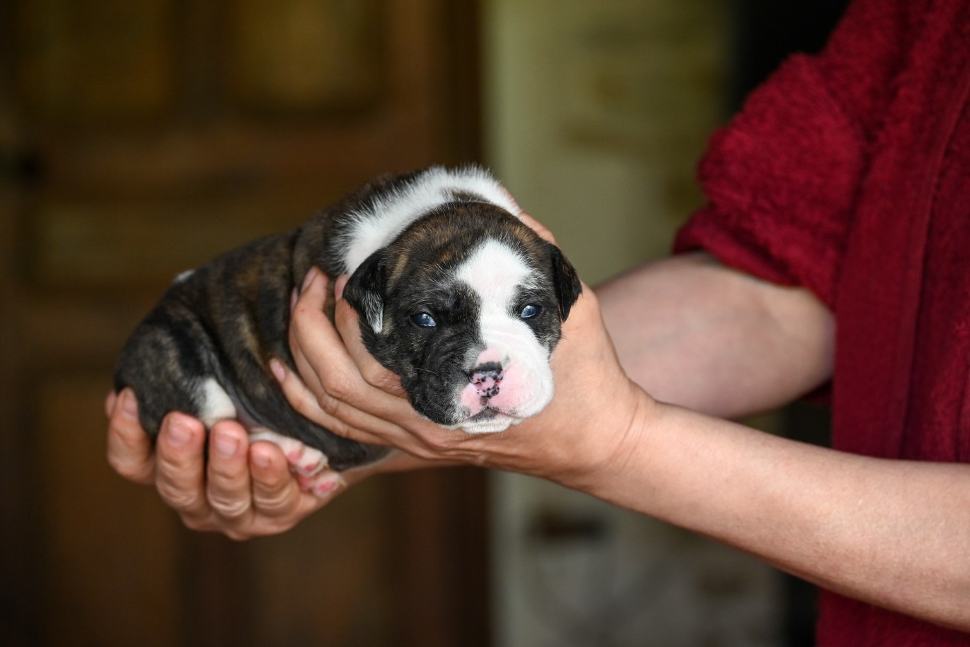 Des Symphonies d'Arlequin - Chiots disponibles - Bulldog continental