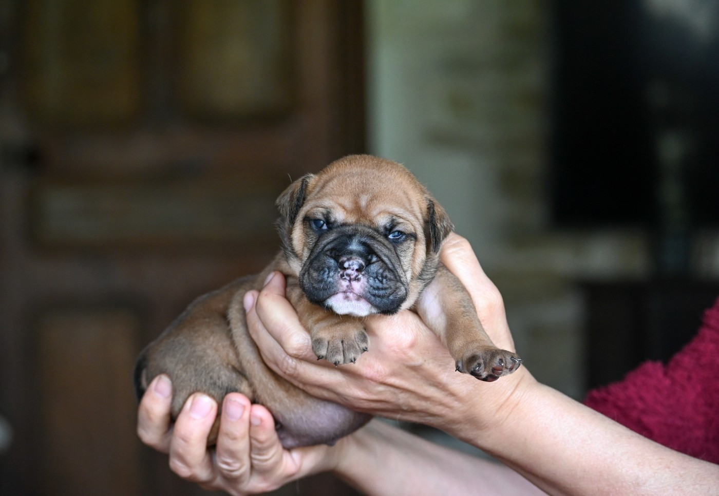 Des Symphonies d'Arlequin - Chiots disponibles - Bulldog continental