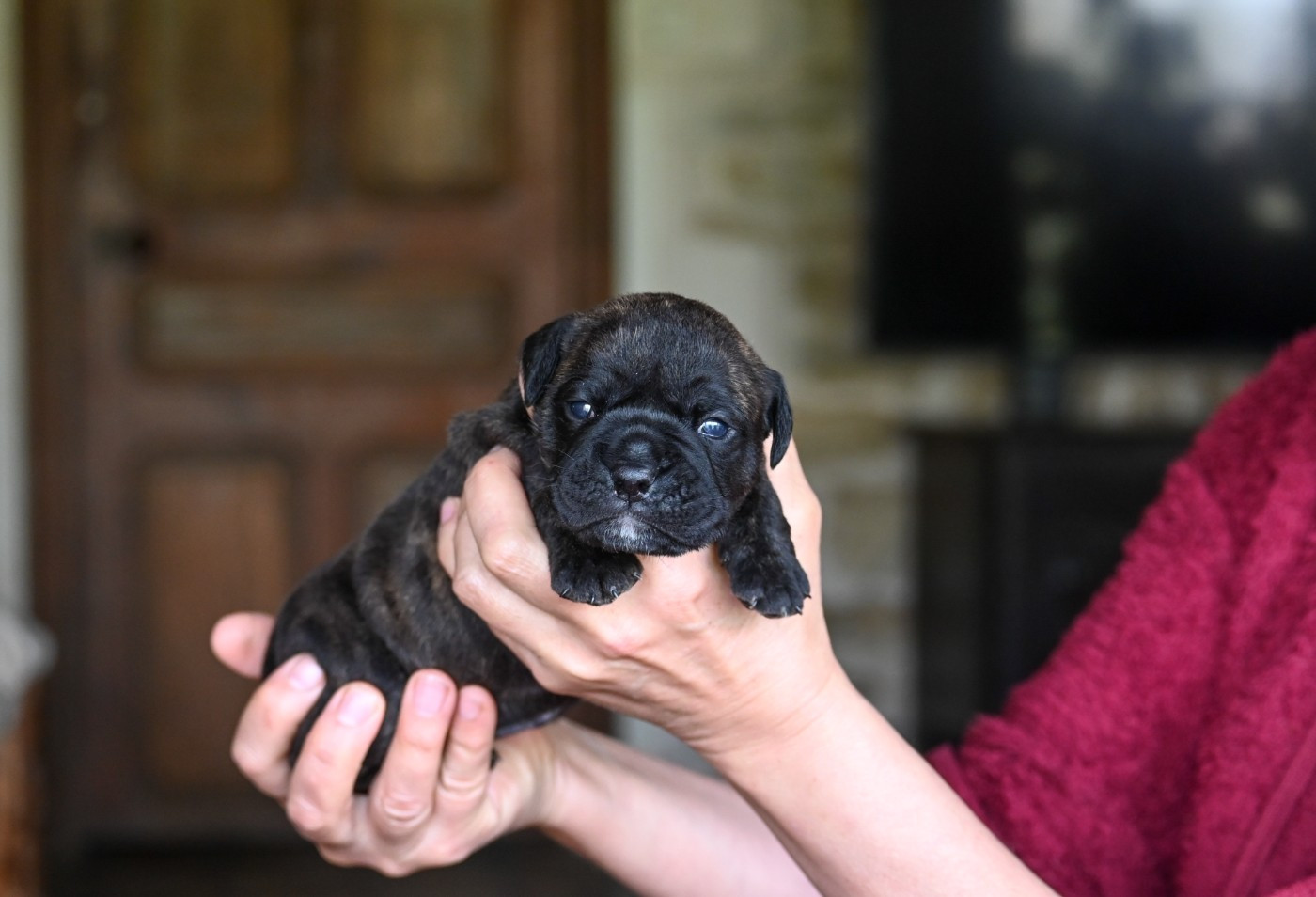Des Symphonies d'Arlequin - Chiots disponibles - Bulldog continental