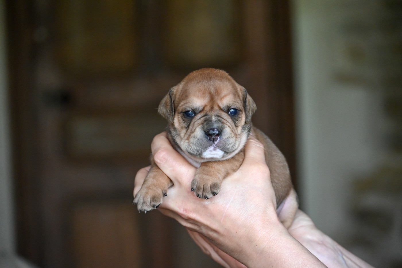Des Symphonies d'Arlequin - Chiots disponibles - Bulldog continental