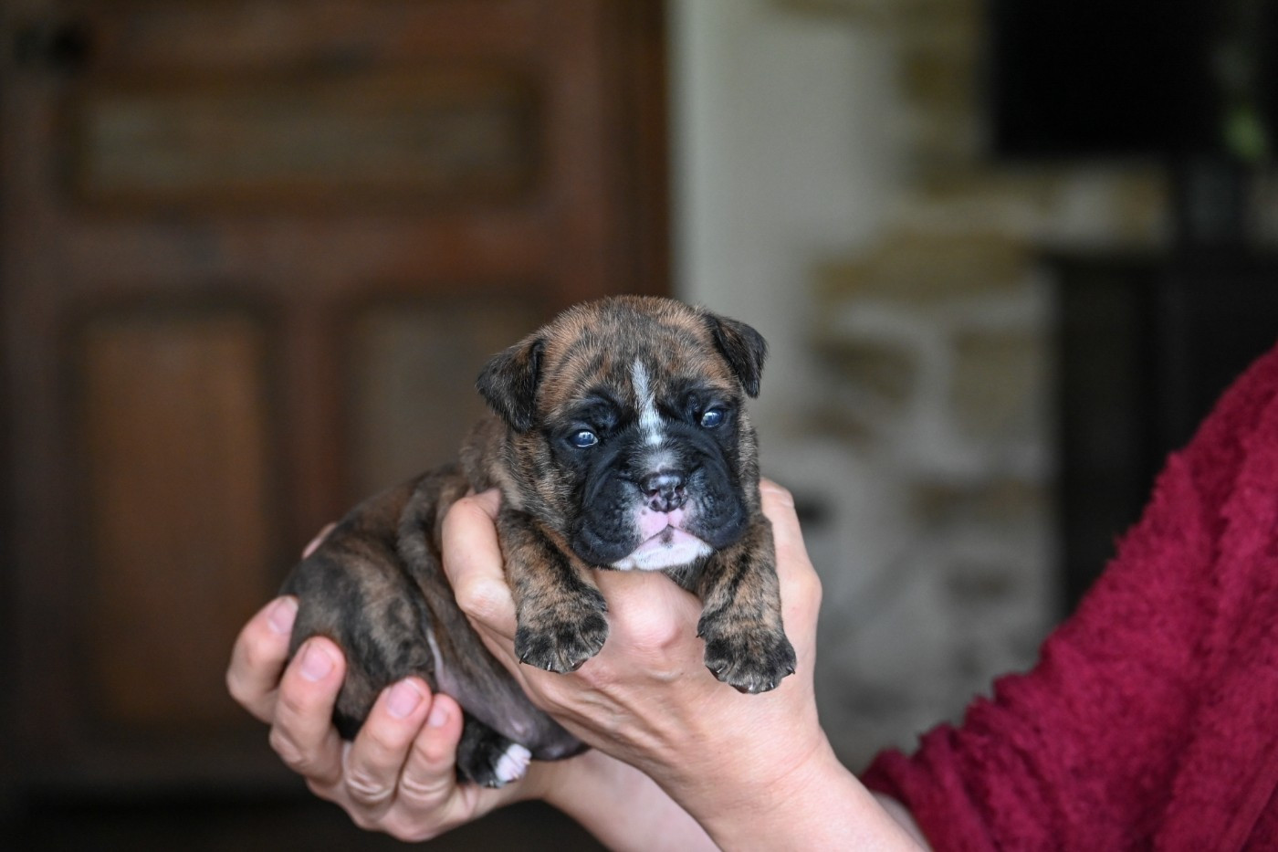 Des Symphonies d'Arlequin - Chiots disponibles - Bulldog continental