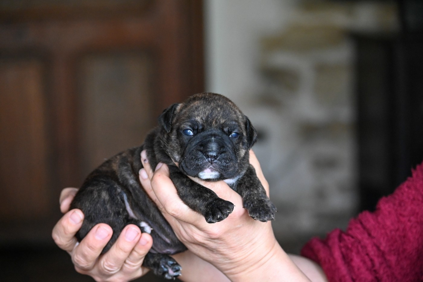 Des Symphonies d'Arlequin - Chiots disponibles - Bulldog continental