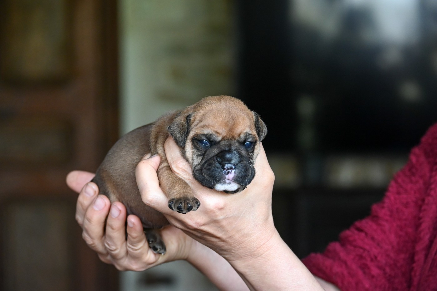 Des Symphonies d'Arlequin - Chiots disponibles - Bulldog continental