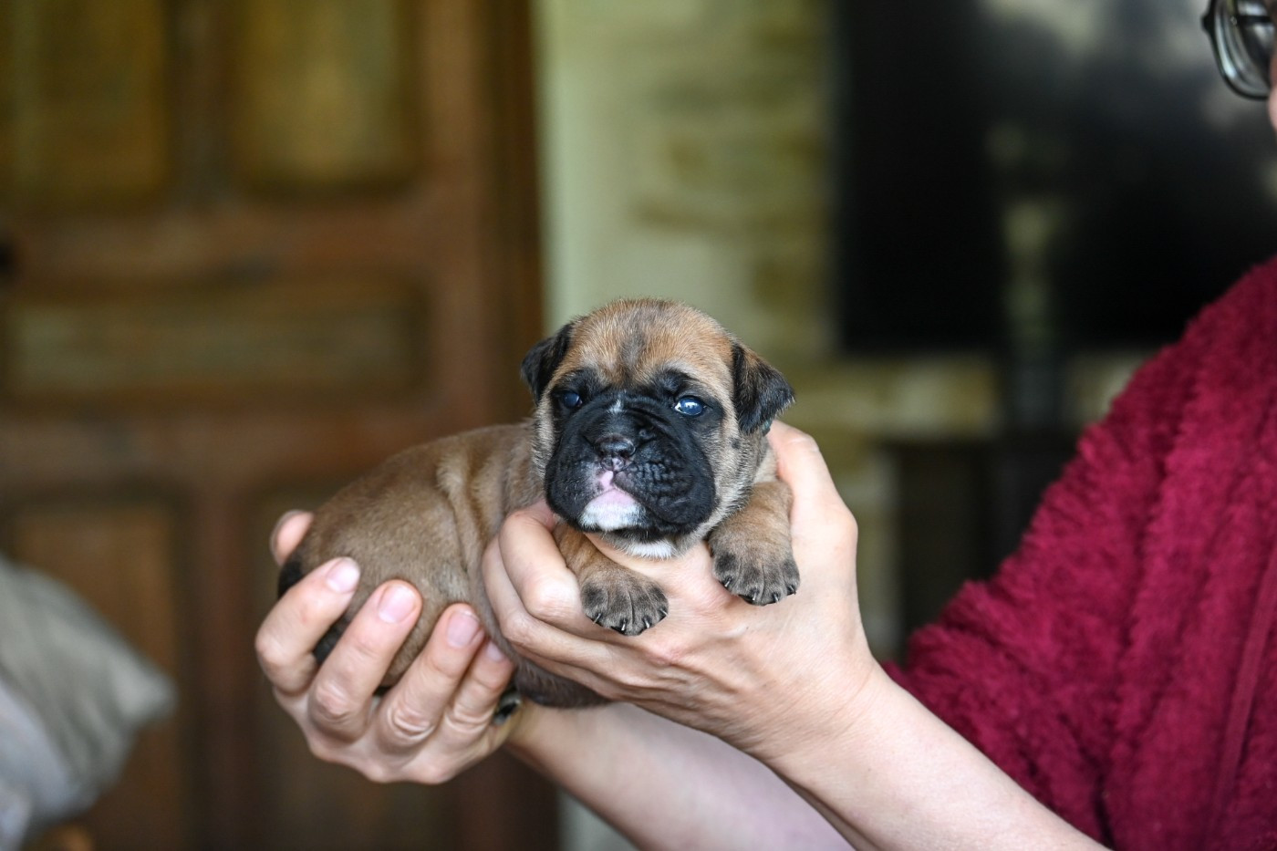 Des Symphonies d'Arlequin - Chiots disponibles - Bulldog continental