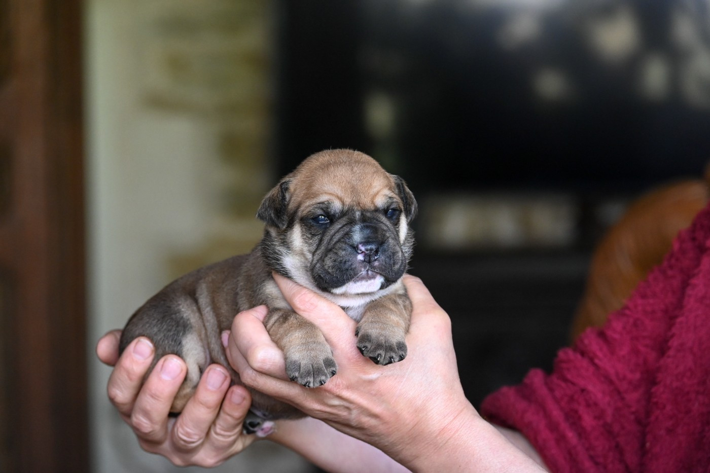 Des Symphonies d'Arlequin - Chiots disponibles - Bulldog continental