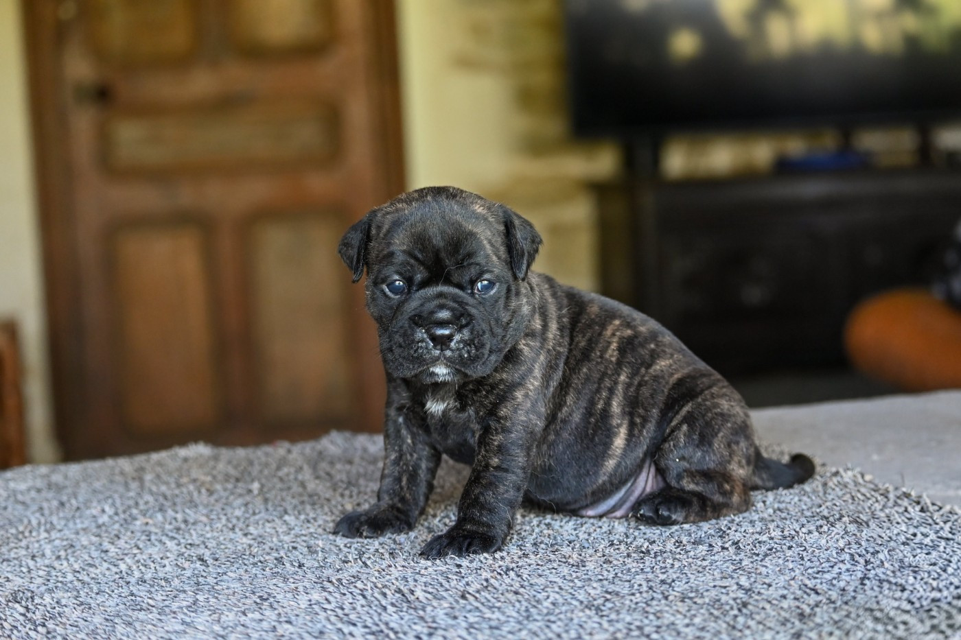 Des Symphonies d'Arlequin - Chiots disponibles - Bulldog continental