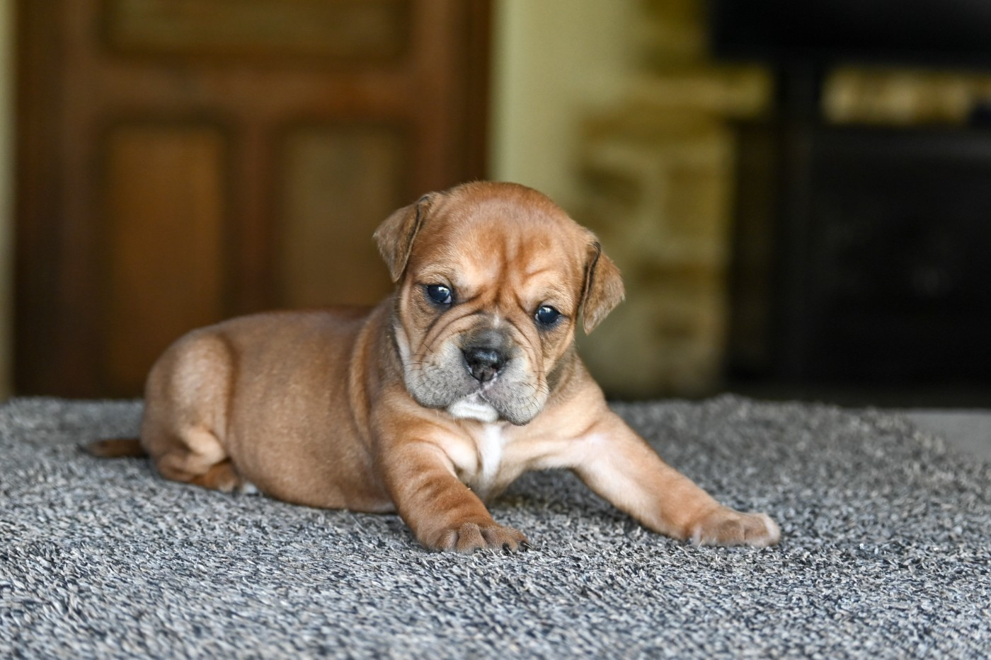 Des Symphonies d'Arlequin - Chiots disponibles - Bulldog continental