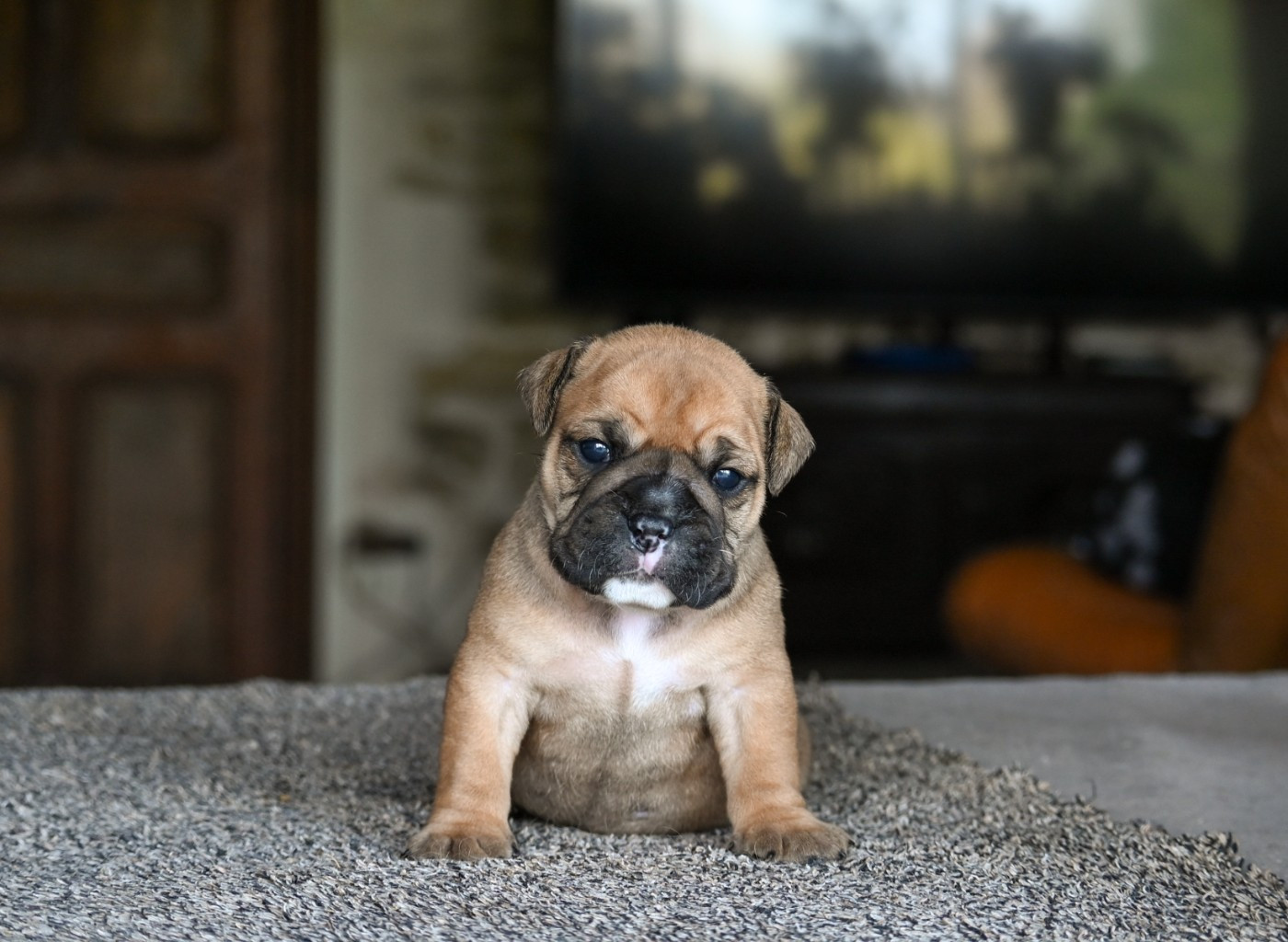 Des Symphonies d'Arlequin - Chiots disponibles - Bulldog continental