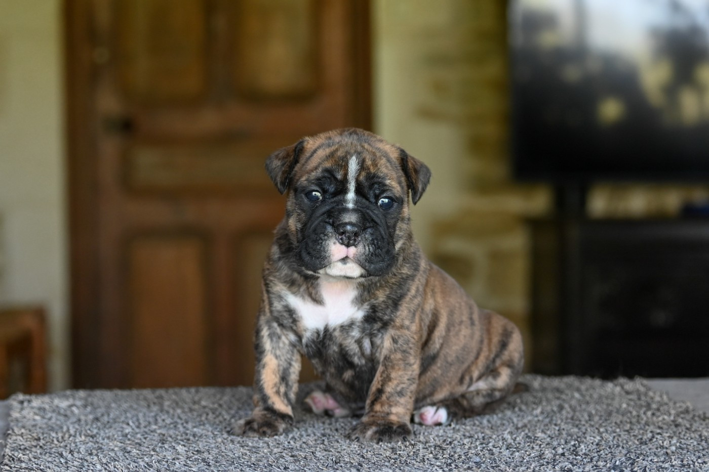 Des Symphonies d'Arlequin - Chiots disponibles - Bulldog continental