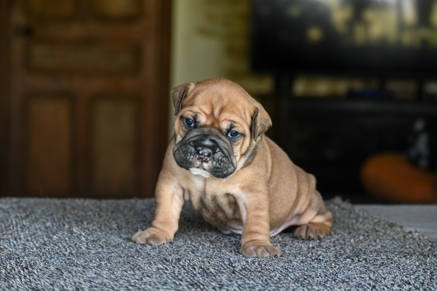 Des Symphonies d'Arlequin - Chiots disponibles - Bulldog continental