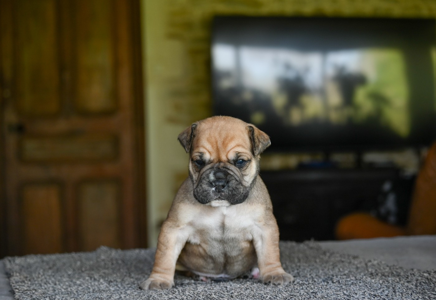 Des Symphonies d'Arlequin - Chiots disponibles - Bulldog continental
