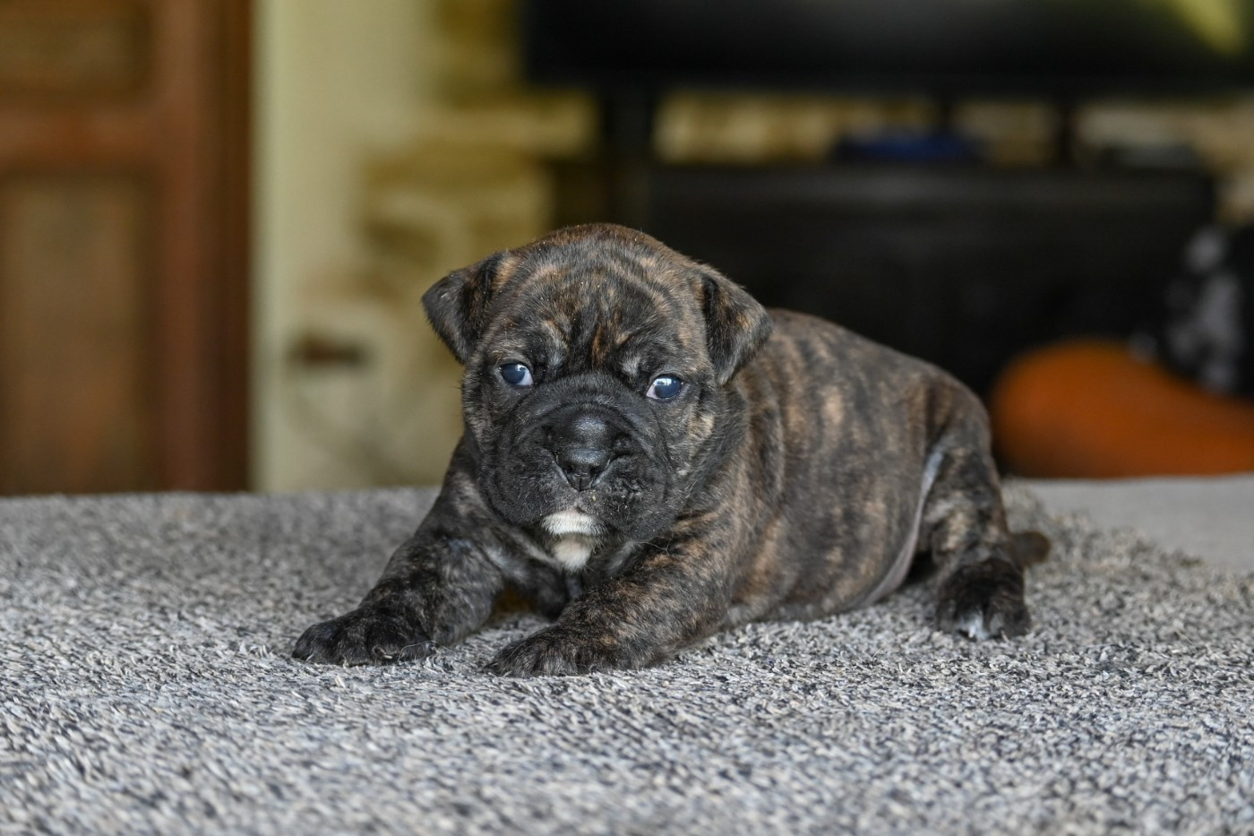 Des Symphonies d'Arlequin - Chiots disponibles - Bulldog continental