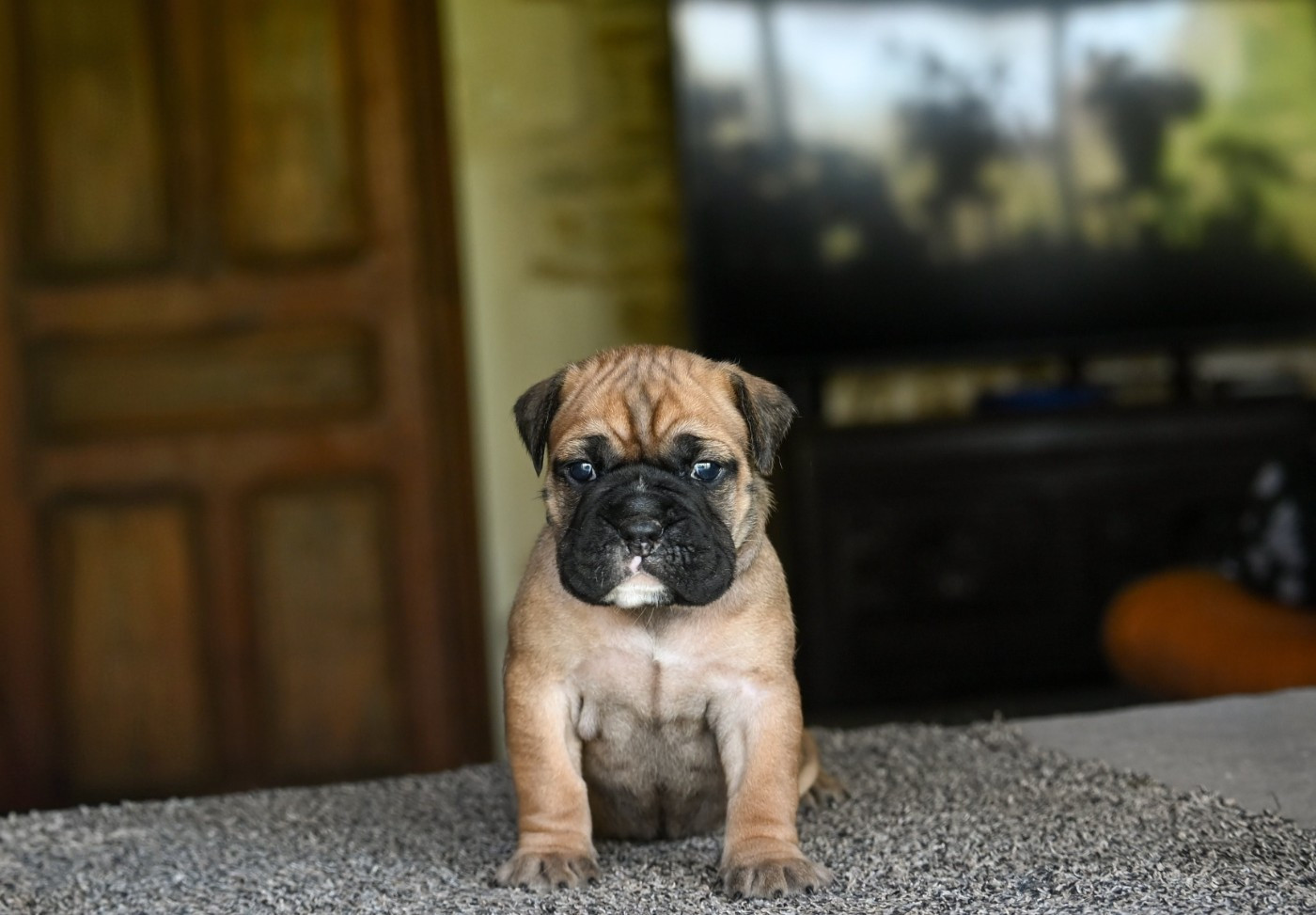 Des Symphonies d'Arlequin - Chiots disponibles - Bulldog continental