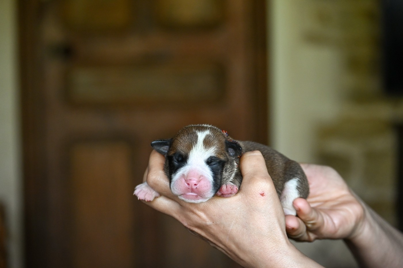 Des Symphonies d'Arlequin - Chiots disponibles - Bulldog continental