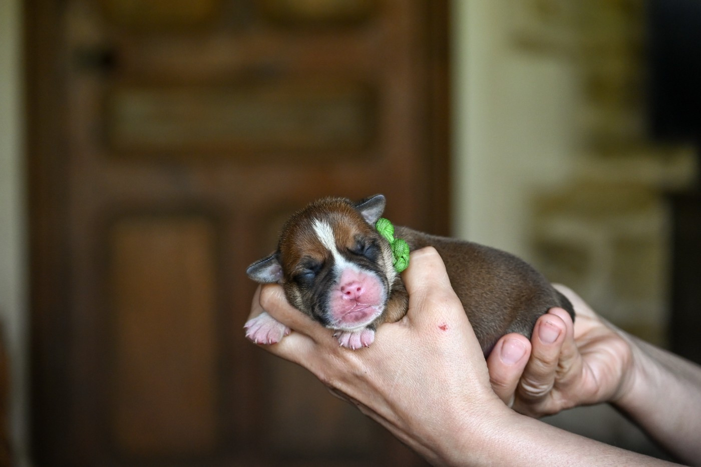 Des Symphonies d'Arlequin - Chiots disponibles - Bulldog continental