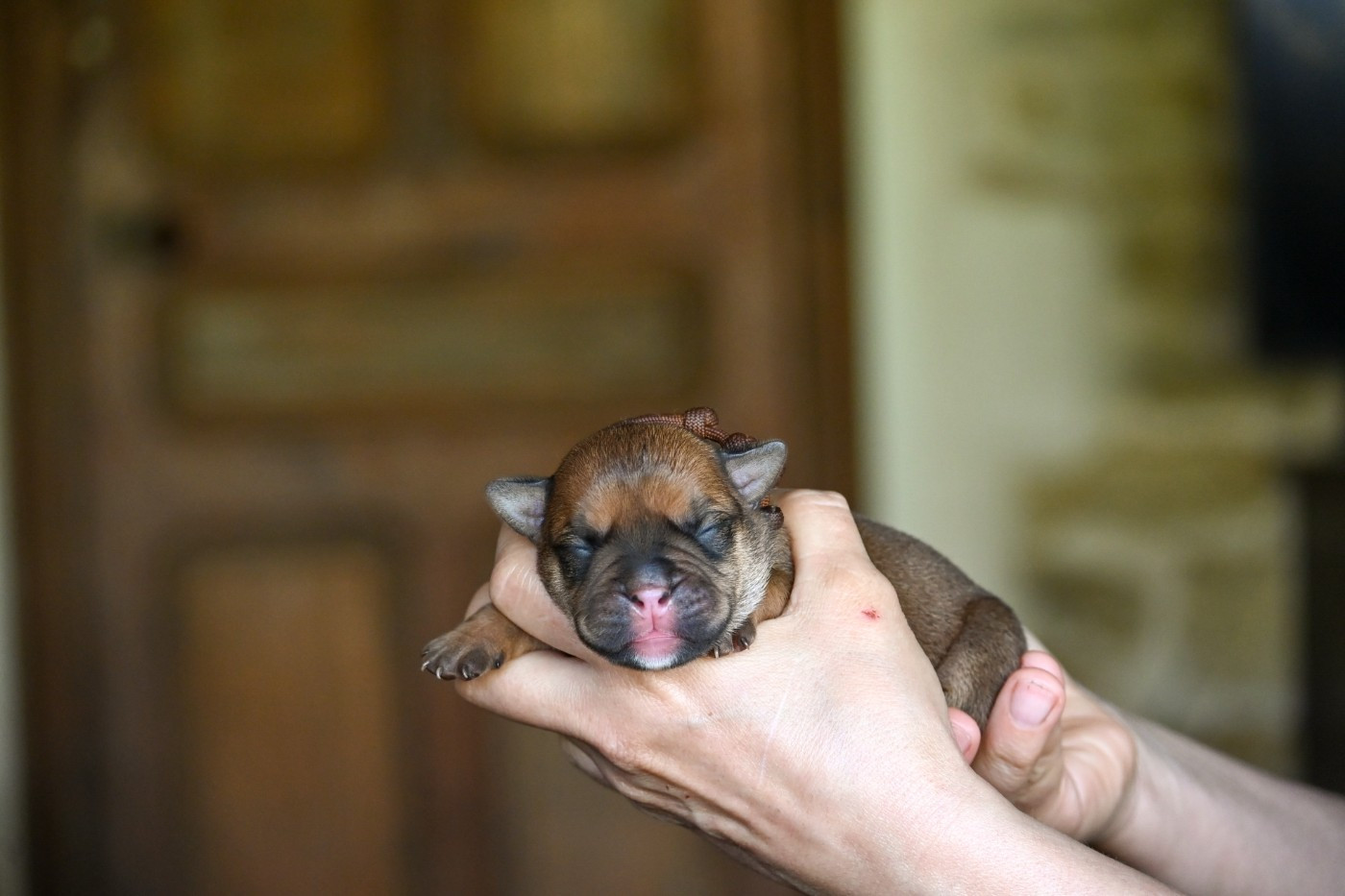 Des Symphonies d'Arlequin - Chiots disponibles - Bulldog continental