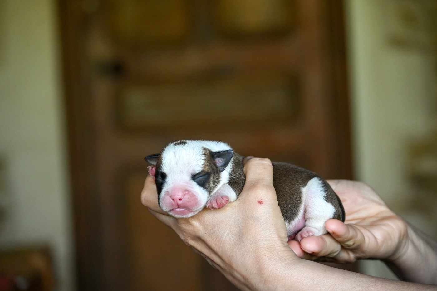 Des Symphonies d'Arlequin - Chiots disponibles - Bulldog continental