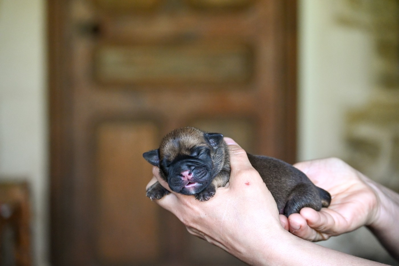 Des Symphonies d'Arlequin - Chiots disponibles - Bulldog continental