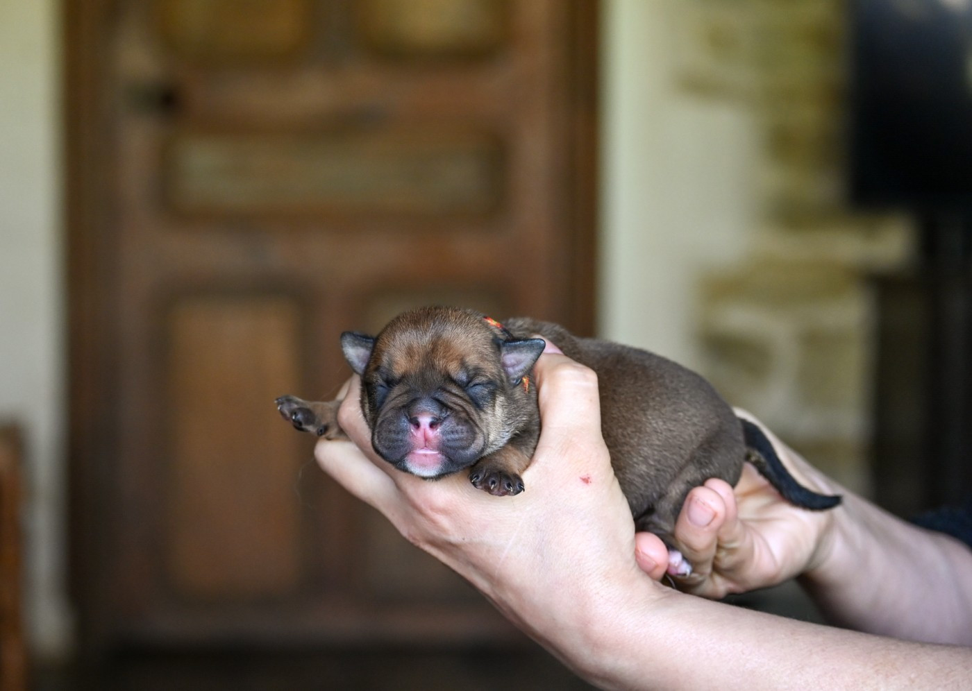 Des Symphonies d'Arlequin - Chiots disponibles - Bulldog continental