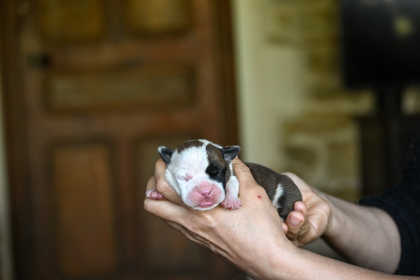 Des Symphonies d'Arlequin - Chiots disponibles - Bulldog continental
