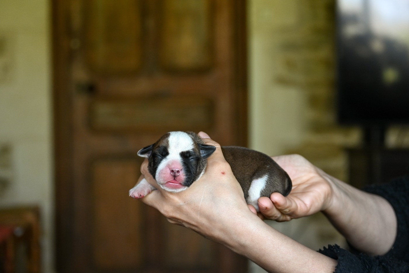 Des Symphonies d'Arlequin - Chiots disponibles - Bulldog continental