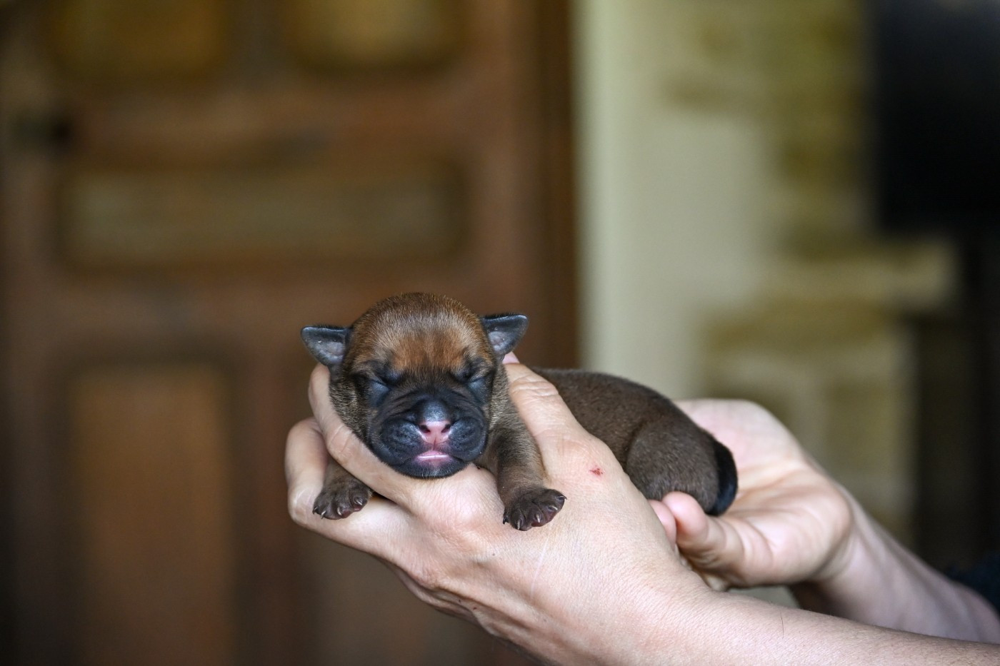 Des Symphonies d'Arlequin - Chiots disponibles - Bulldog continental