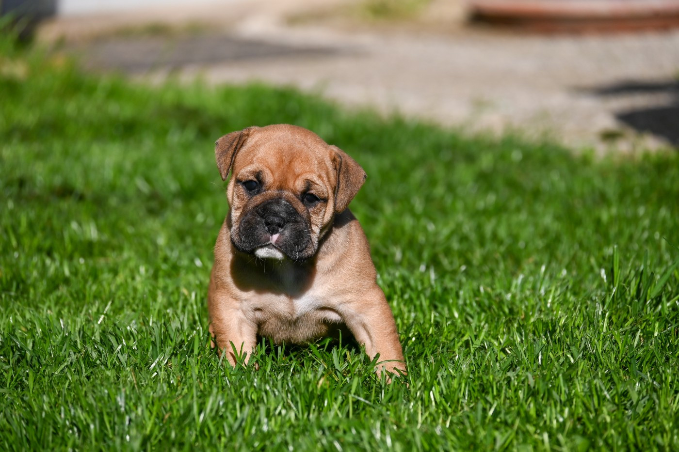 Des Symphonies d'Arlequin - Chiots disponibles - Bulldog continental