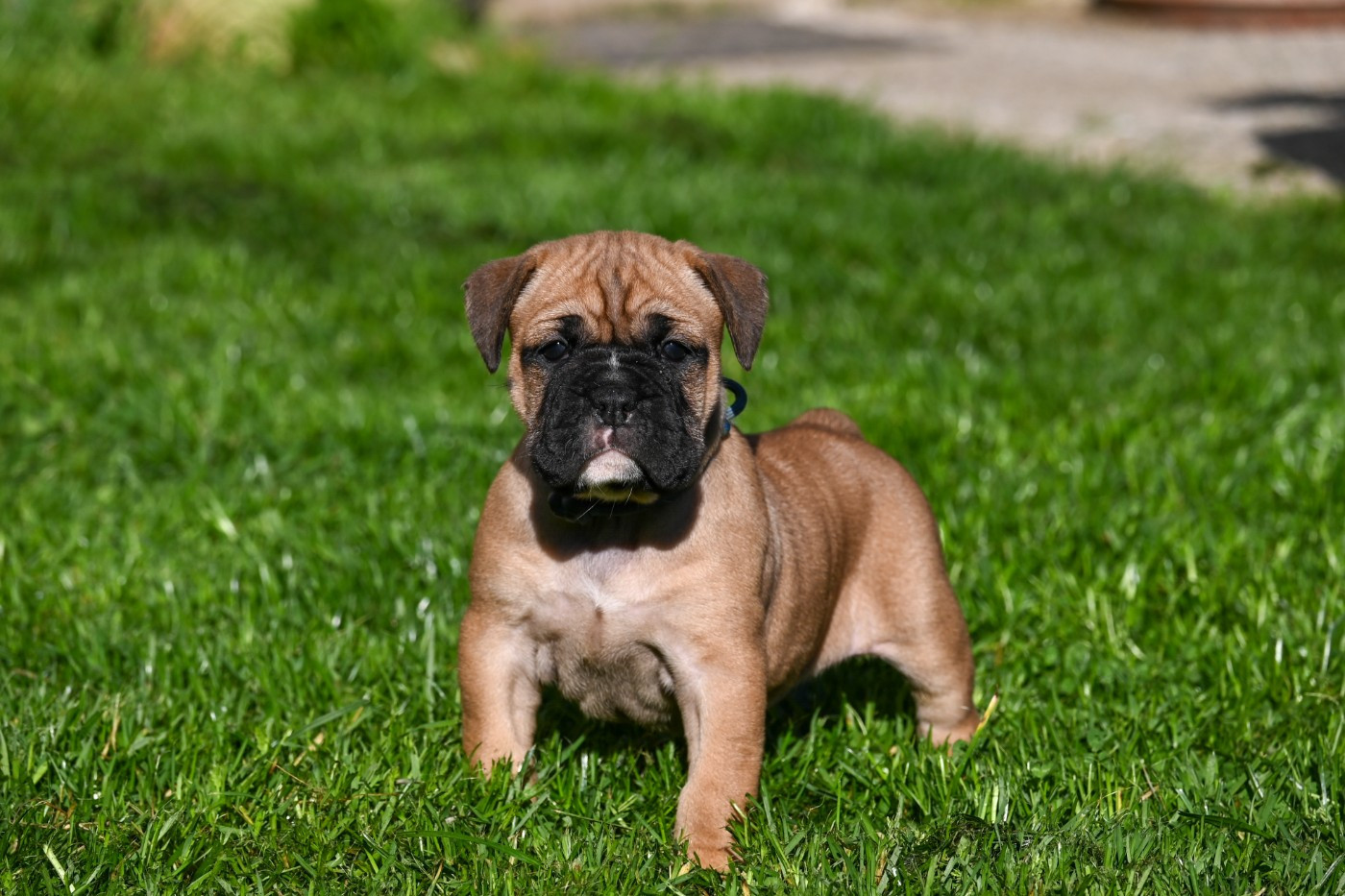 Des Symphonies d'Arlequin - Chiots disponibles - Bulldog continental