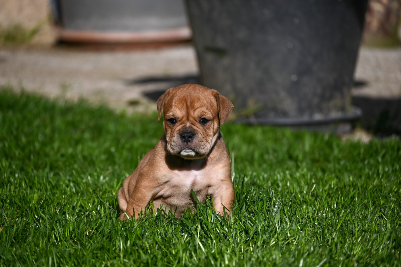 Des Symphonies d'Arlequin - Chiots disponibles - Bulldog continental
