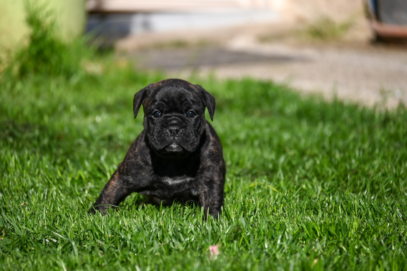 Des Symphonies d'Arlequin - Chiots disponibles - Bulldog continental