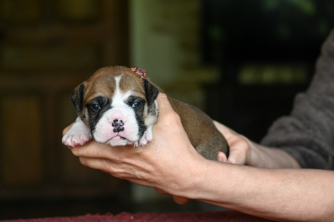 Des Symphonies d'Arlequin - Chiots disponibles - Bulldog continental