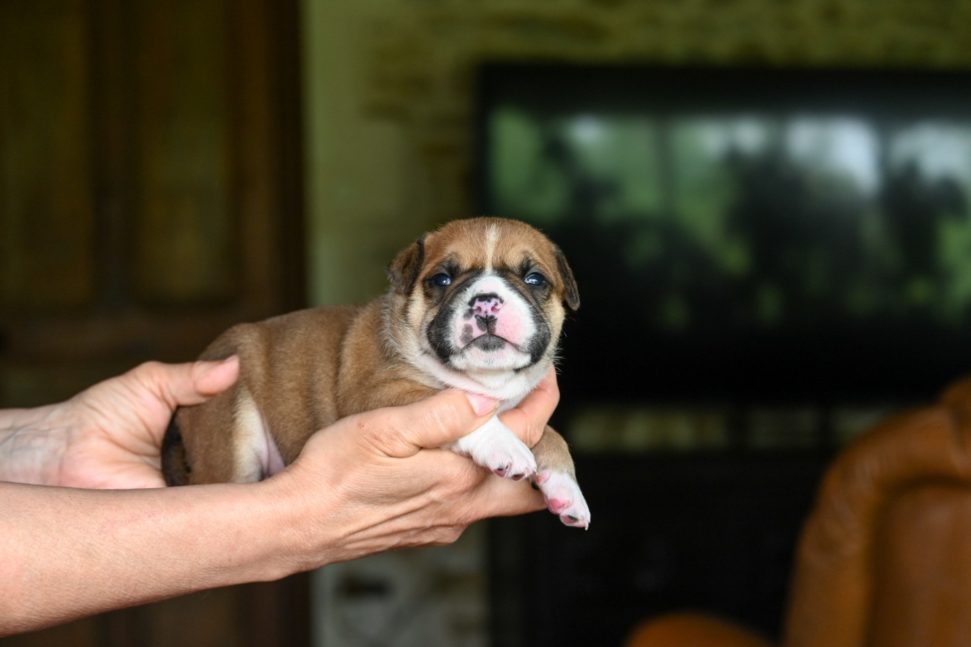 Des Symphonies d'Arlequin - Chiots disponibles - Bulldog continental